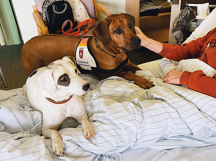 Zwei Therapiehunde der Hunsrück Klinik liegen auf dem Bett eines Patienten